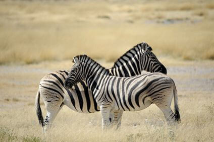 Angola - Zebras